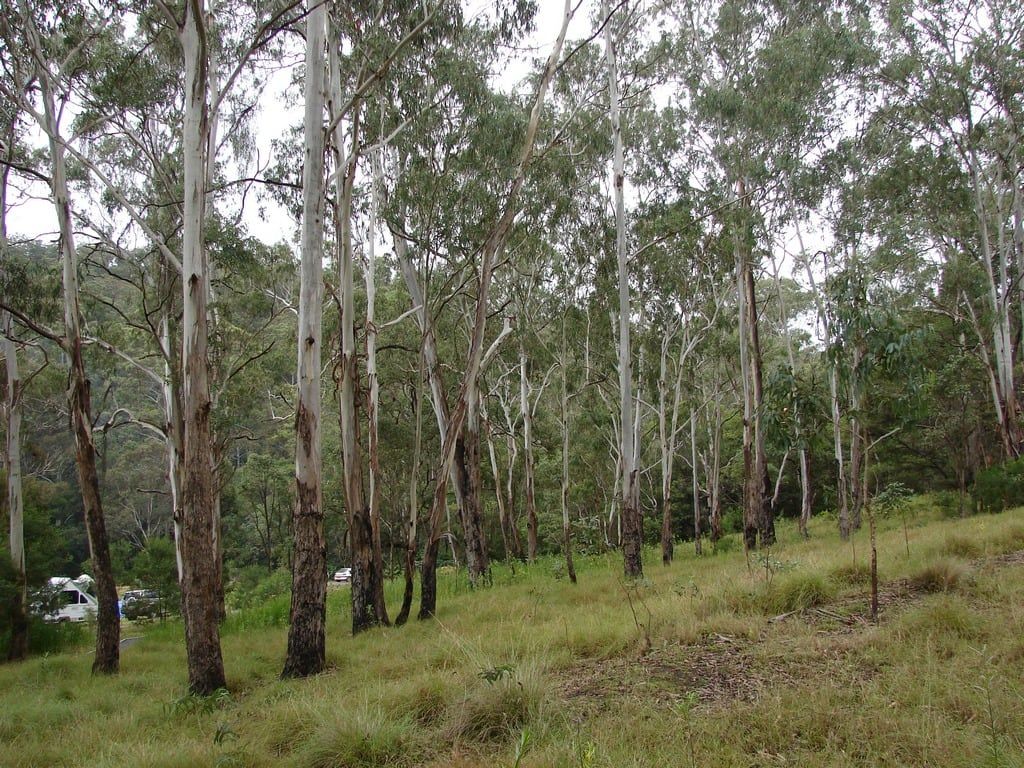 Tall eucalyptus trunks and green understorey beside a quiet camping area